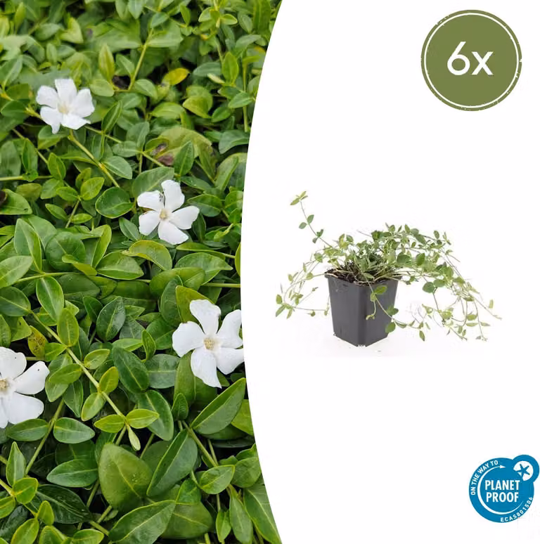 Vinca minor 'Gertrude Jekyll' | 6 stuks - 10-25cm - Ø9cm - Pianta da giardino