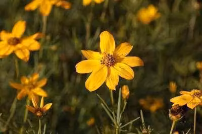 6 x Coreopsis vert. 'Grandiflora' - occhio di ragazza - vaso 9 x 9 cm