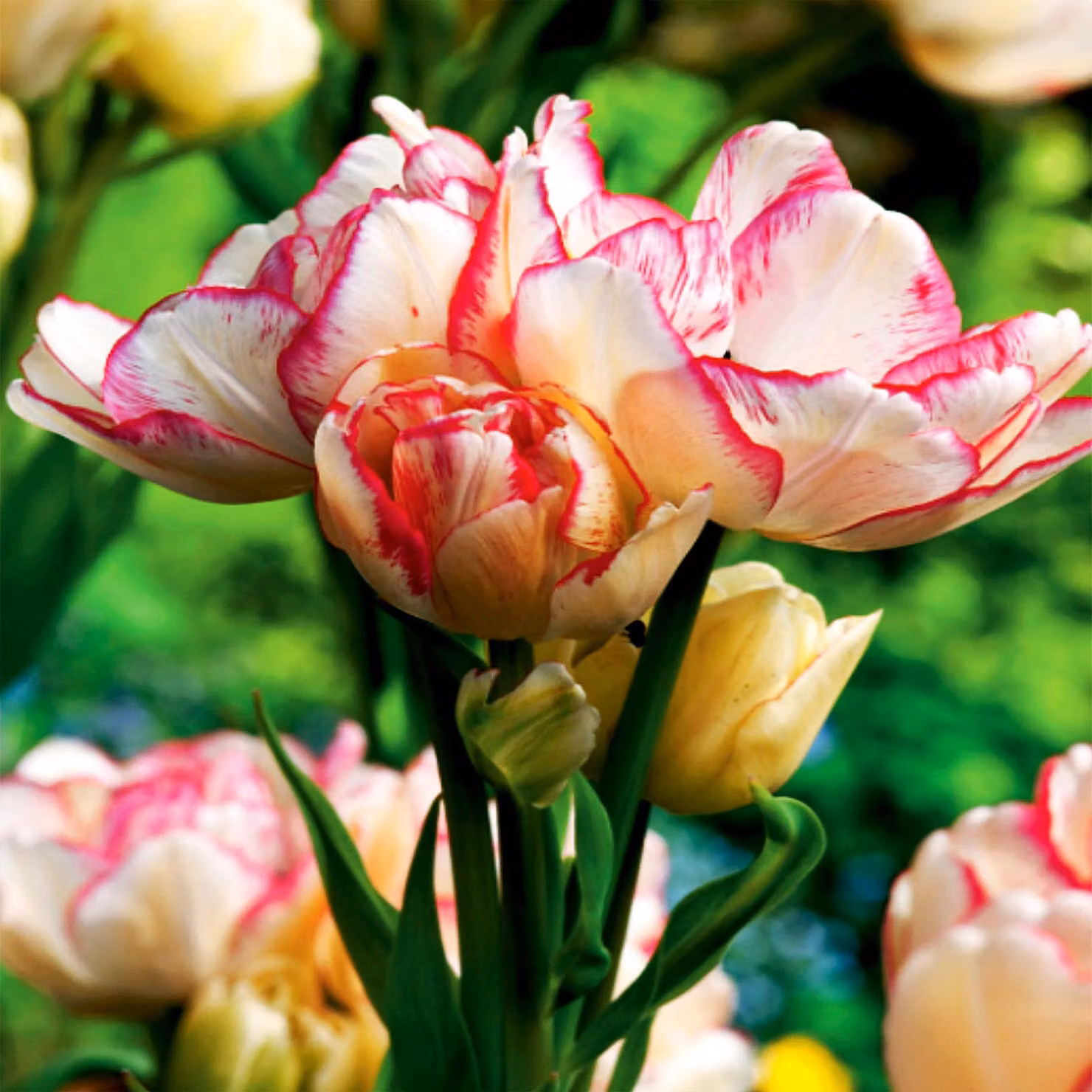 Tulipani Bulbi di fiori Bulbi di fiori Tulipani Belicia 5 pz.