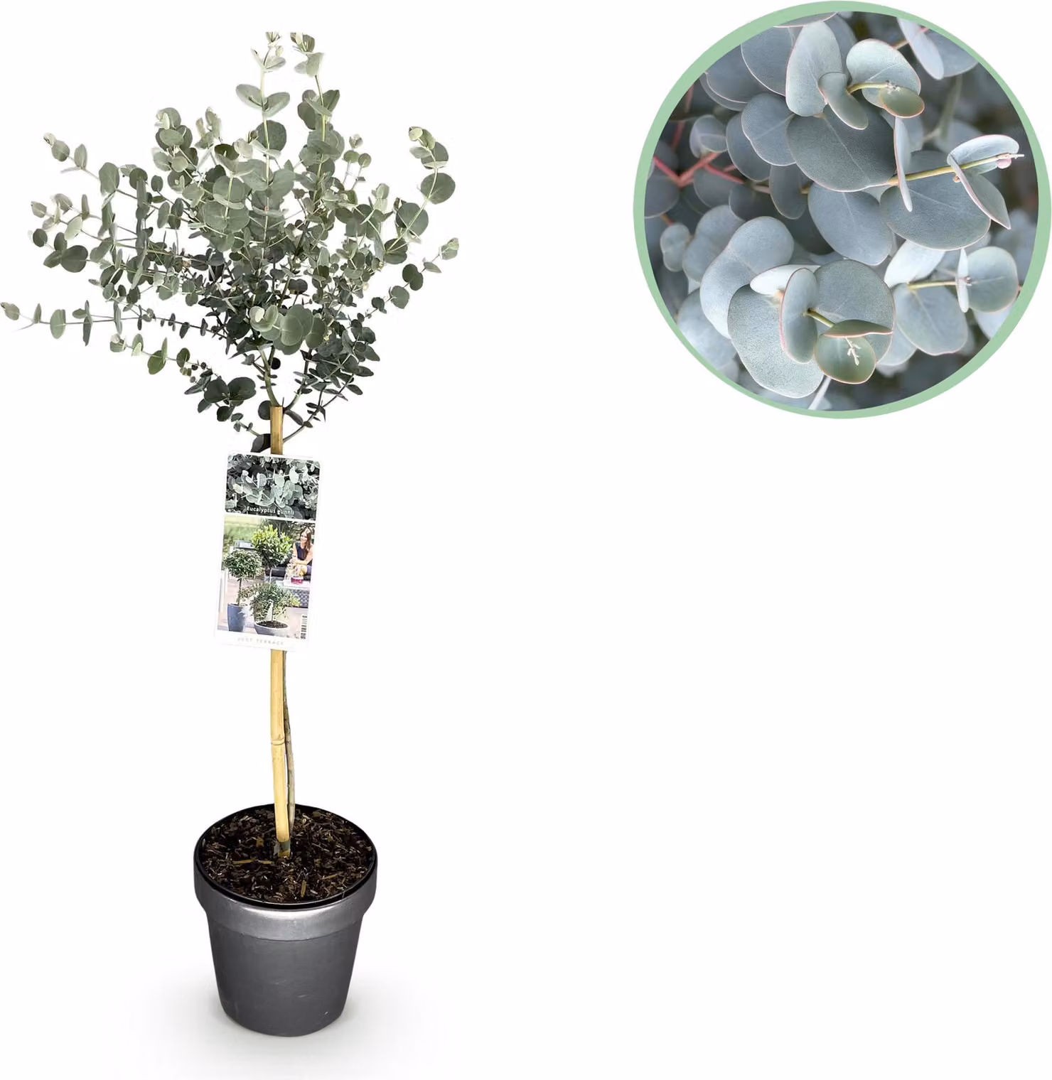 Pianta su stelo - Eucalyptus gunni Azure - Pianta da terrazzo - Sempreverde - Resistente - Foglie grigie - 80-90cm - Ø19cm - Pianta da giardino