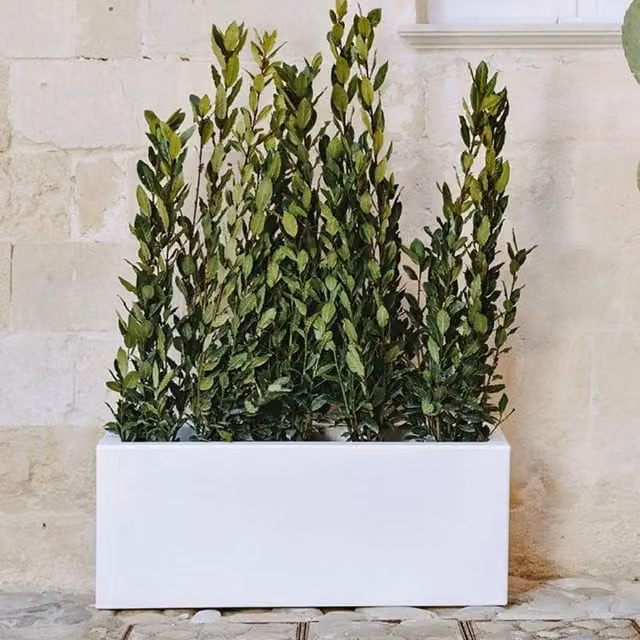 Fioriera a vaso rettangolare Monacis in resina bianca per piante ornamentali L/P/H: 100 x 40 x 40 cm