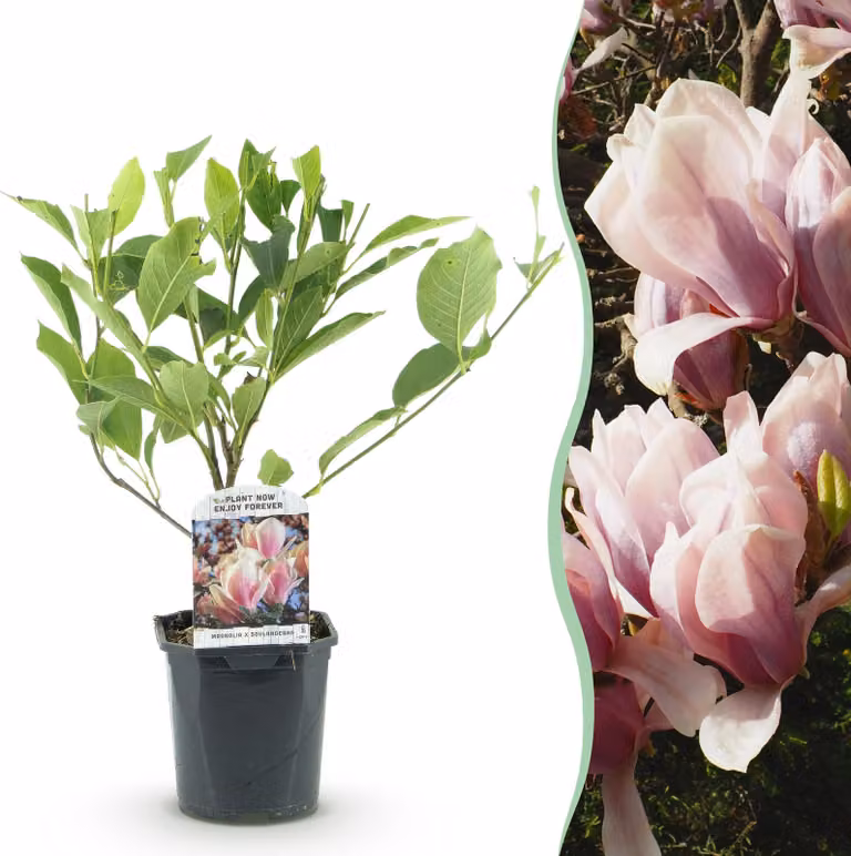 Arbusti - Magnolia Soulangiana - Fiori rosa chiaro - 1 Pianta - Decidui - Bassa manutenzione - 35-45cm - Ø18cm - Pianta da giardino