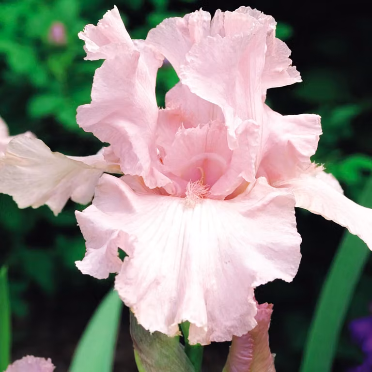 Iris Germanica Bródkowy Rosa 1 pz Iris piantine Iris Iris