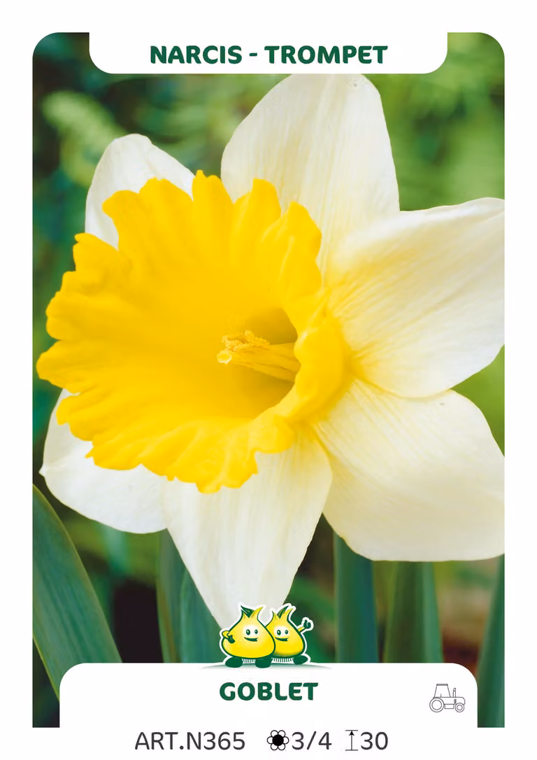 100 x Narciso trombetta 'Calice' - Blumenzwiebel