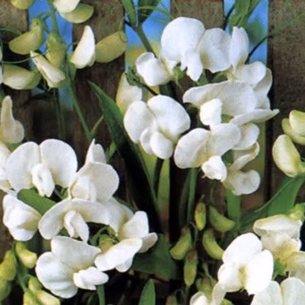 6 x Piante rampicanti "Perla Bianca" (Lathyrus latifolius 'White Pearl') | Vaso da 9x9 cm