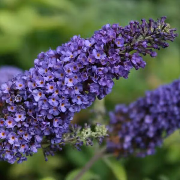 2 piante di buddleja (Buddleja davidii 'Empire Blue') | Altezza: 40-60 cm, fornite in vaso