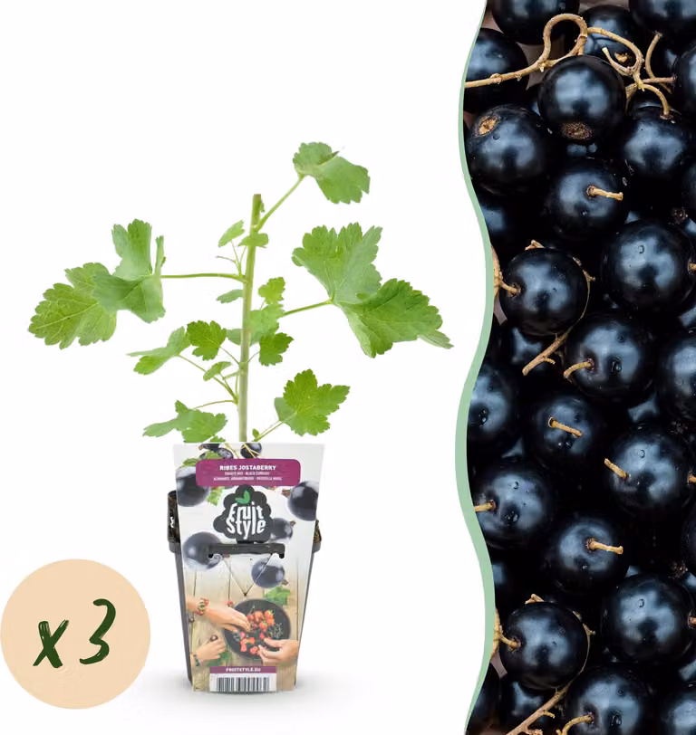 Ribes Jostabes - Difficile da coltivare - 3 piante - 15-25cm - Ø9cm - Pianta da giardino