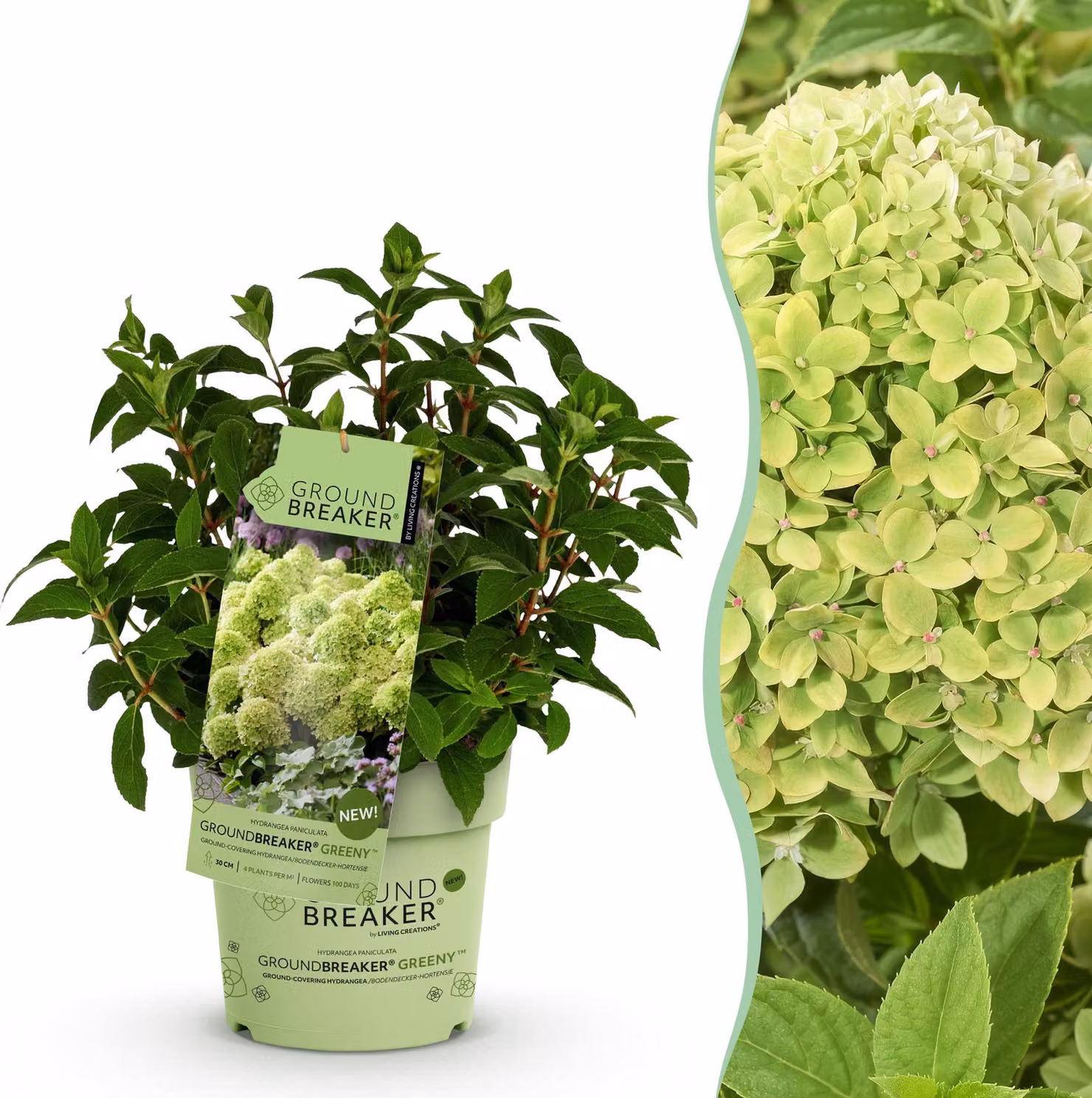 Hydrangea panniculata Groundbreaker Greeny - Plum Hydrangea - Hardy - Cream - 20-25cm - Ø14cm - Pianta da giardino