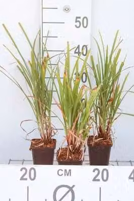 6 x Carex grayi - Carice stella del mattino - vaso 9 x 9 cm