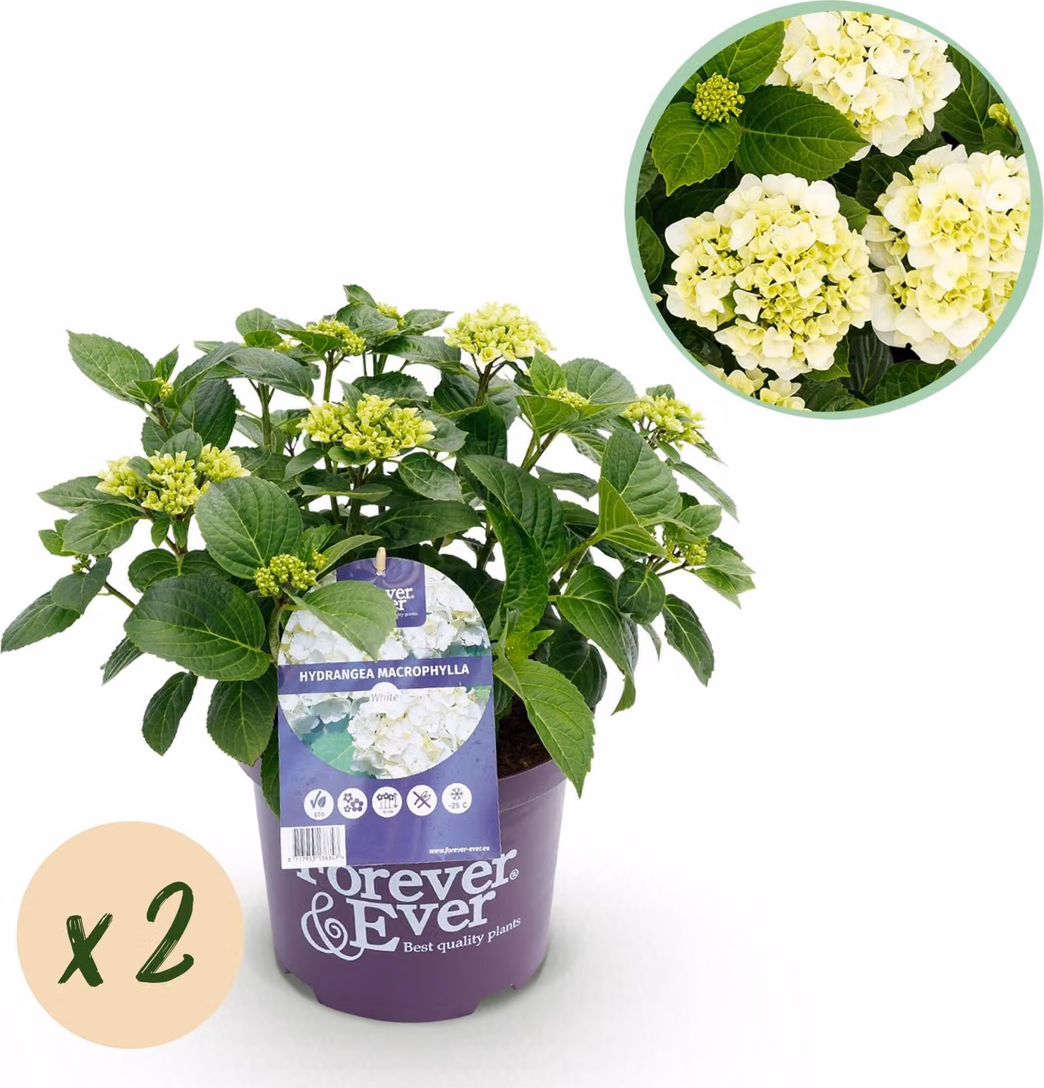 Hydrangea Forever and Ever - Ortensia bianca Ø23cm, 55cm, 2 piante, resistente