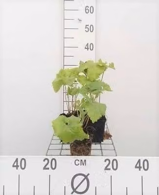 6 x Phlomis tuberosa - Erba di fuoco - vaso 9 x 9 cm