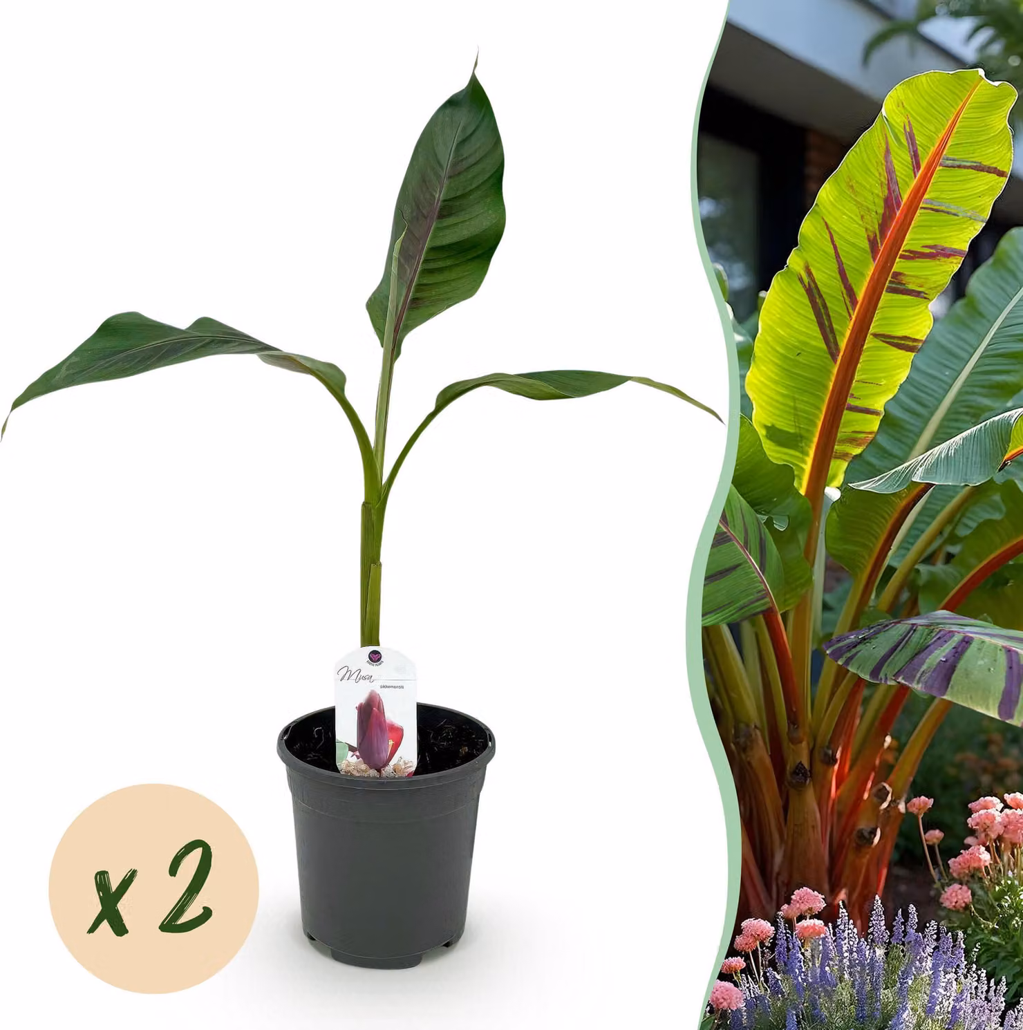 Pianta da frutto - Banana - Musa sikkemensis Red Tiger - Difficile - 2 piante - 30-40cm - Ø20cm - Pianta da giardino