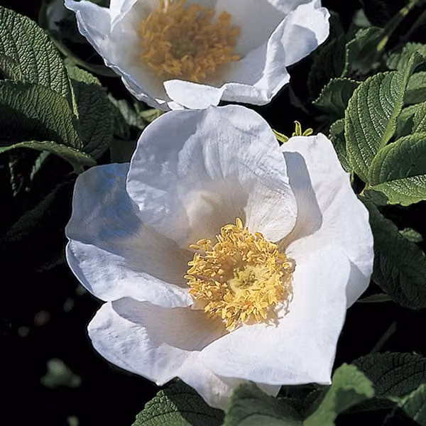 2 piante di Rosa rugosa 'Alba' (Rosa rugosa 'Alba'), varietà "Apfel-Kartoffel-Rose Alba", in vaso | altezza: 40-60 cm