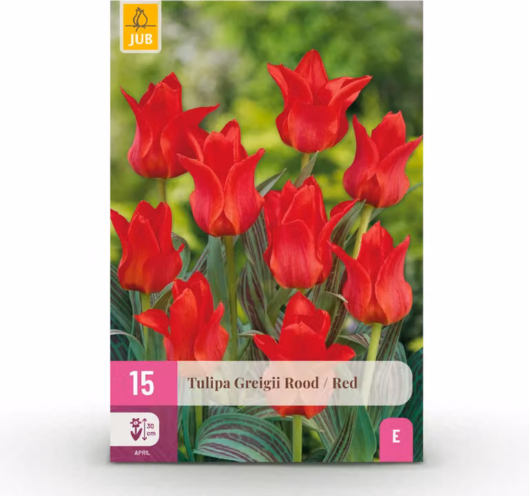 Bulbi da fiore - Tulipano 'Greigii Red' - Rosso - 15 unità - Bulbo di dimensione 11/12 - 20-50cm - Ø5cm - Pianta da giardino - Multideal