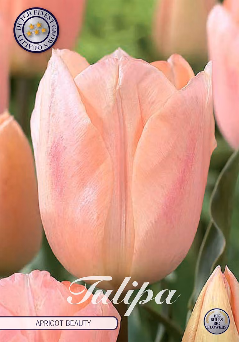 Tulipano Apricot Beauty (7 pezzi) | Bulbi di tulipano di Sam van Schooten