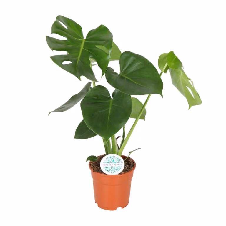 Monstera Deliciosa - Pianta a foro - 65Cm - Ø21
