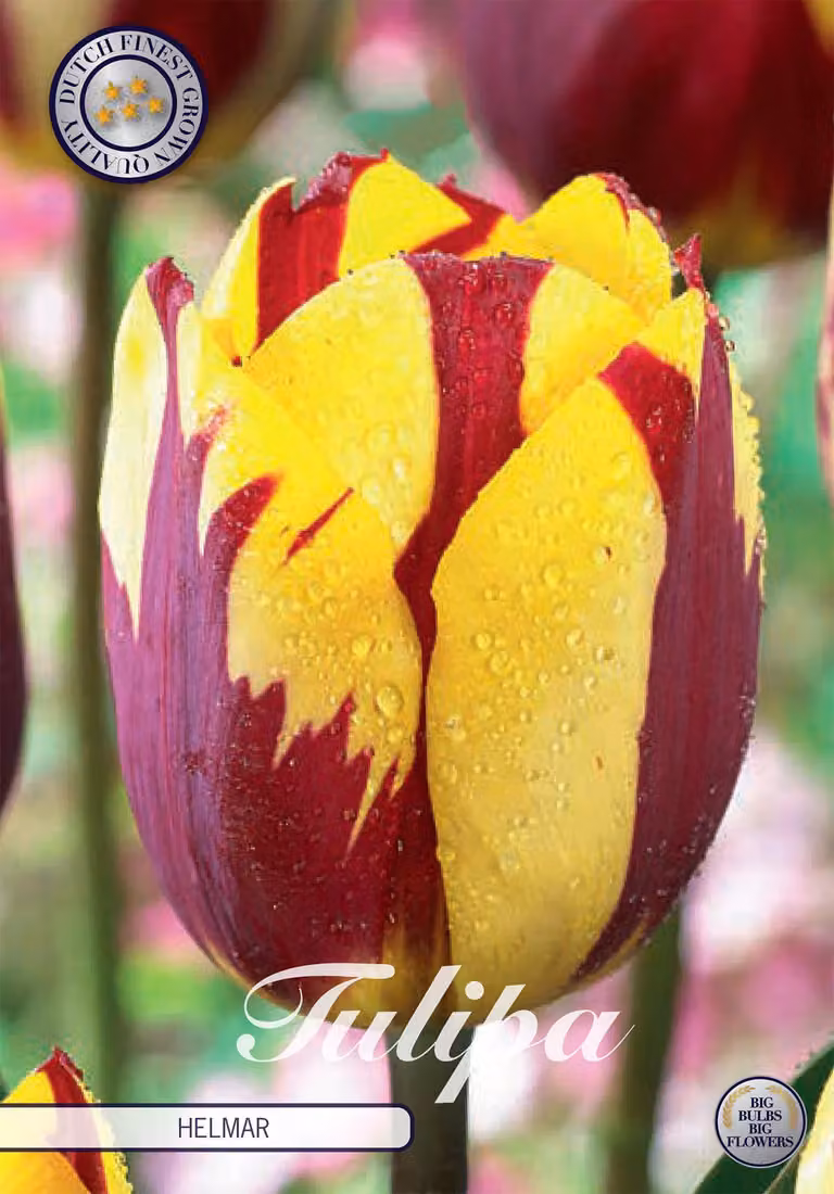 Tulipano Helmar (7 bulbi) | Bulbi di tulipano di Sam van Schooten