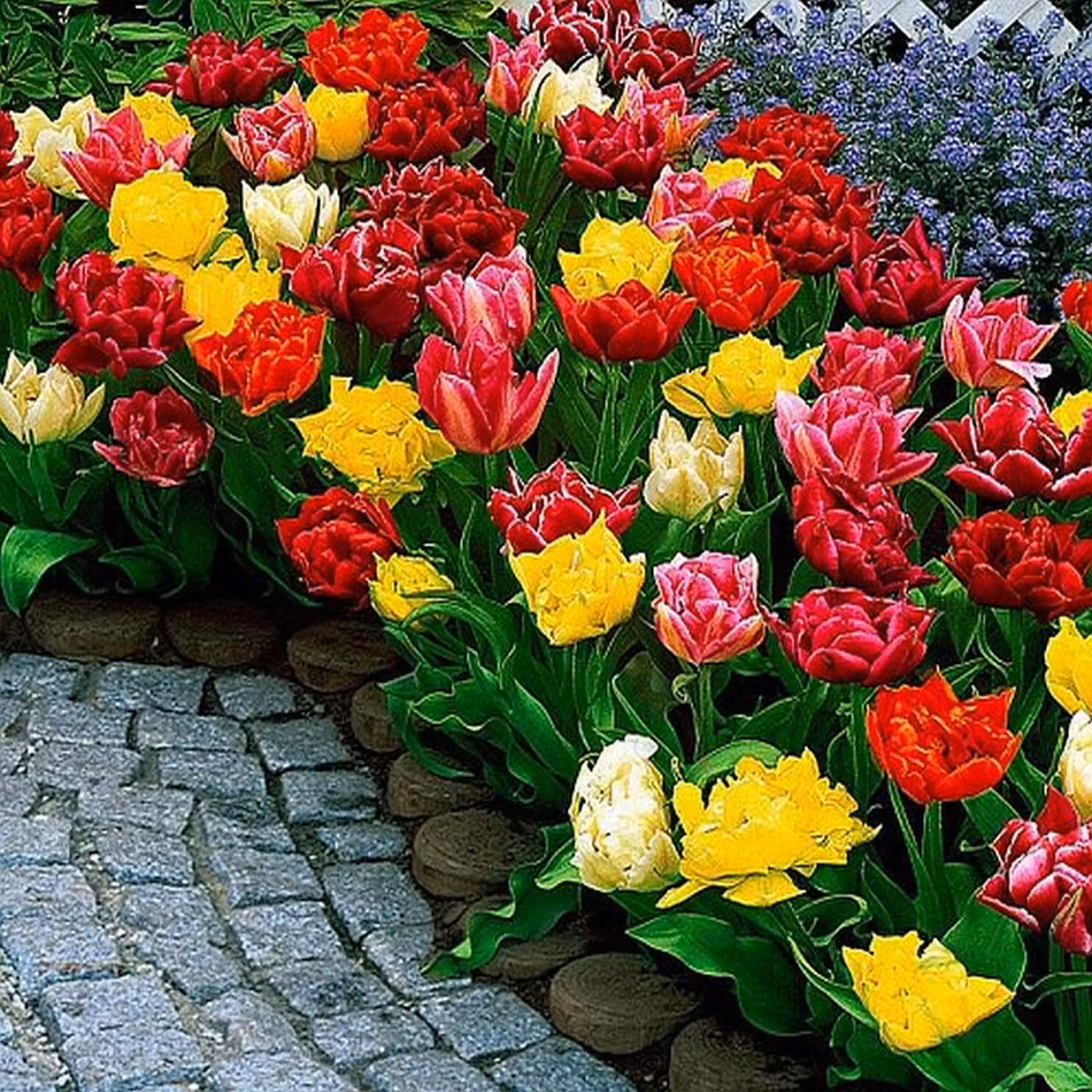 Tulipani Bulbi Fiori Miscela di tulipani bassi 25 pz.