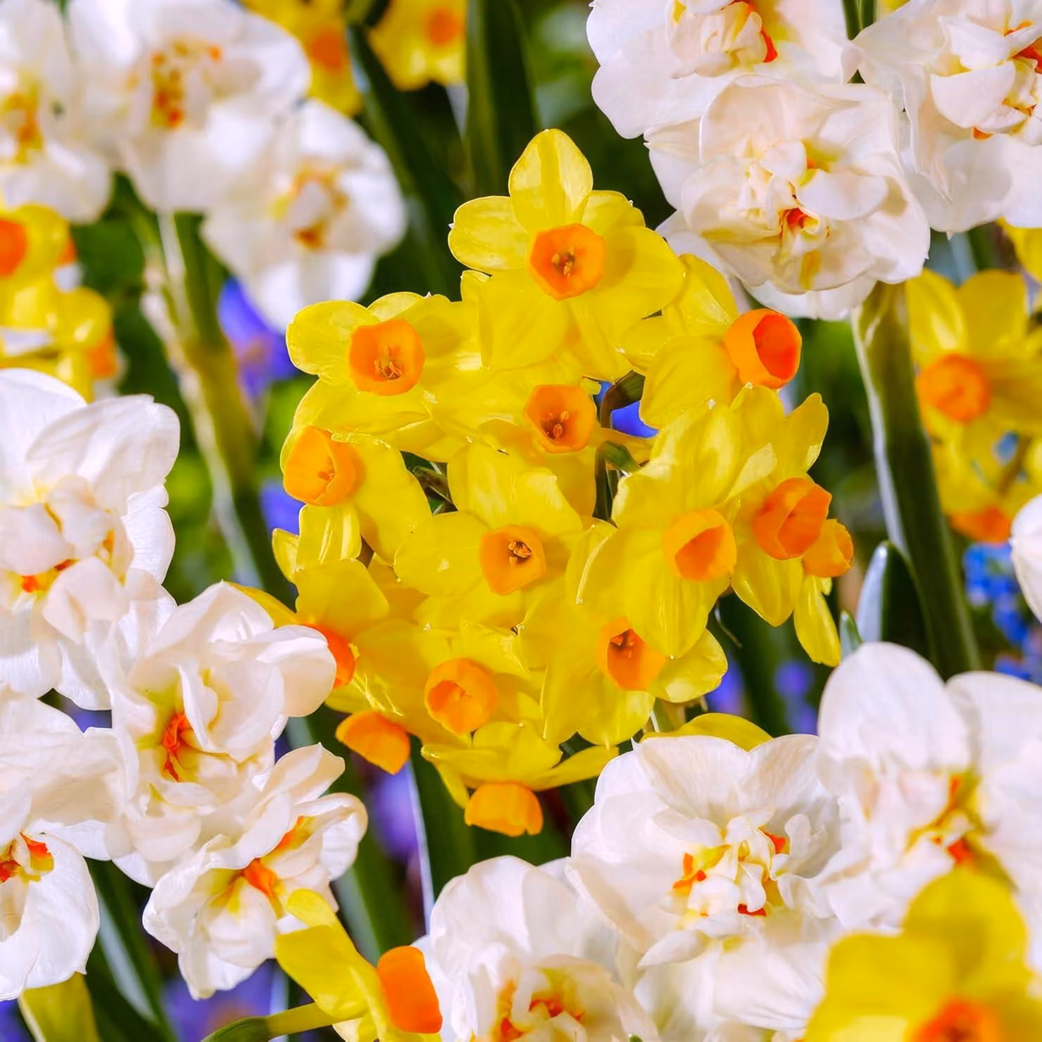 Bulbi di narciso resistenti al freddo, perenni - Narcisi Tazetta, fioritura primaverile - 25 bulbi - Piante profumate provenienti dall'Olanda - adatti per giardino e vaso (non semi, non prodotti artificialmente)