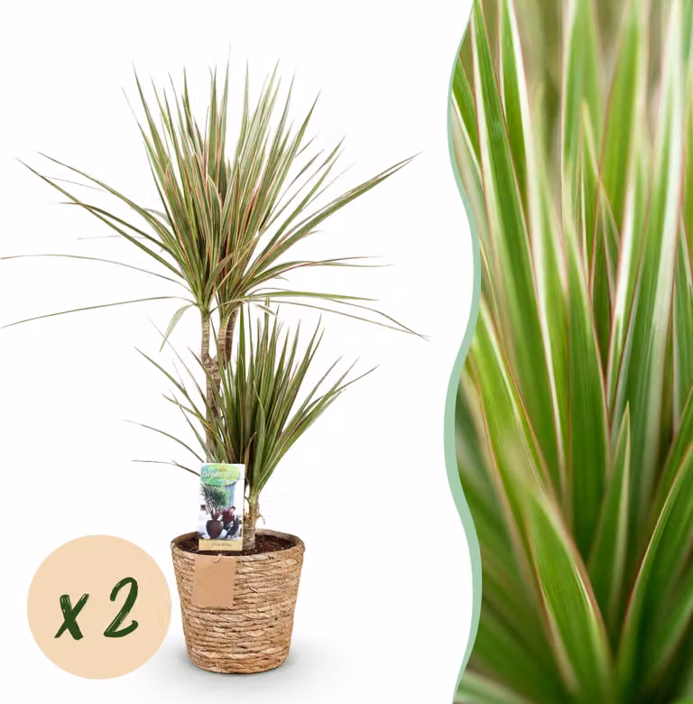Dracaena Sunray - Albero del drago - Bassa manutenzione - con cesto - Verde - 2 piante - 70-75cm - Ø17cm - Pianta d'appartamento - Sempreverde
