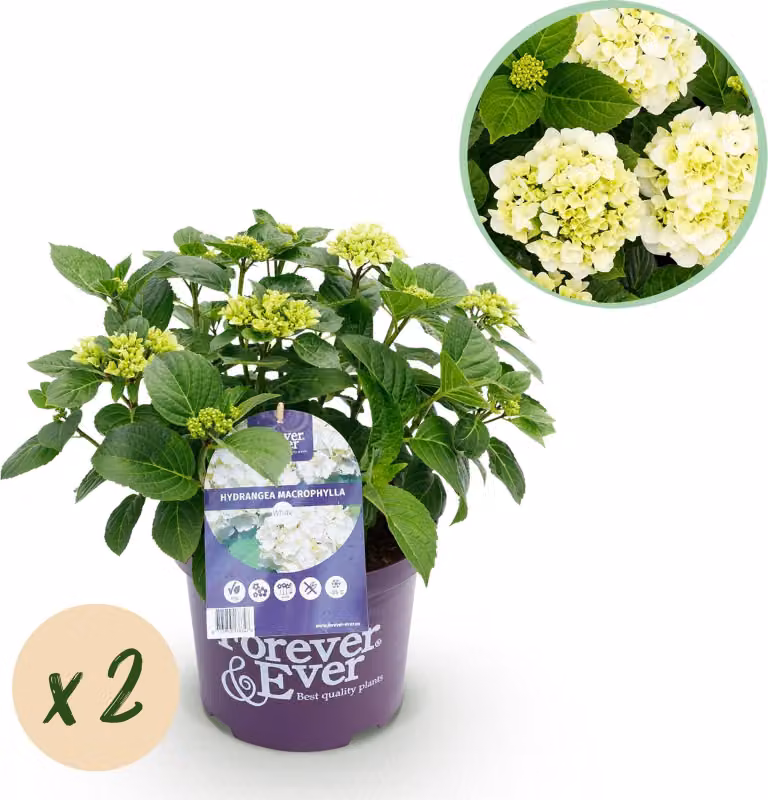 Hydrangea Forever and Ever - Ortensia bianca Ø23cm, 55cm, 2 piante, resistente