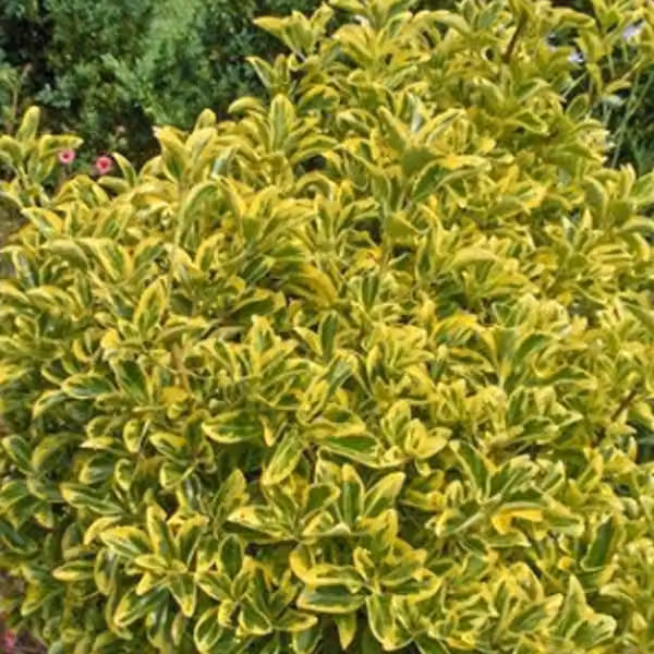 Euonymus japonicus 'Aureomarginatus' (giapponese) | 60-80 cm in vaso