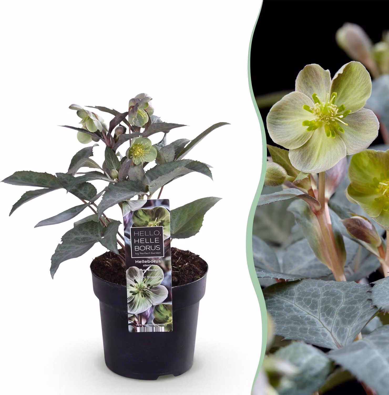 Rosa quaresimale Helleborus sternii Silver Dollar - Fiore verde -1 Pianta - Sempreverde - 25-35cm - Ø14cm - Pianta da giardino