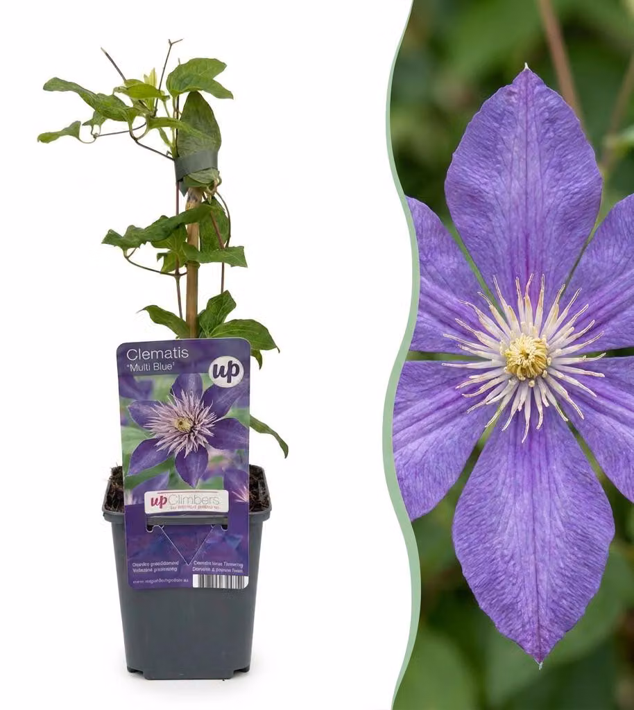 Clematis Multi Blue - Clematide - Blu - Pianta rampicante - 25-35cm - Ø9cm - Pianta da giardino
