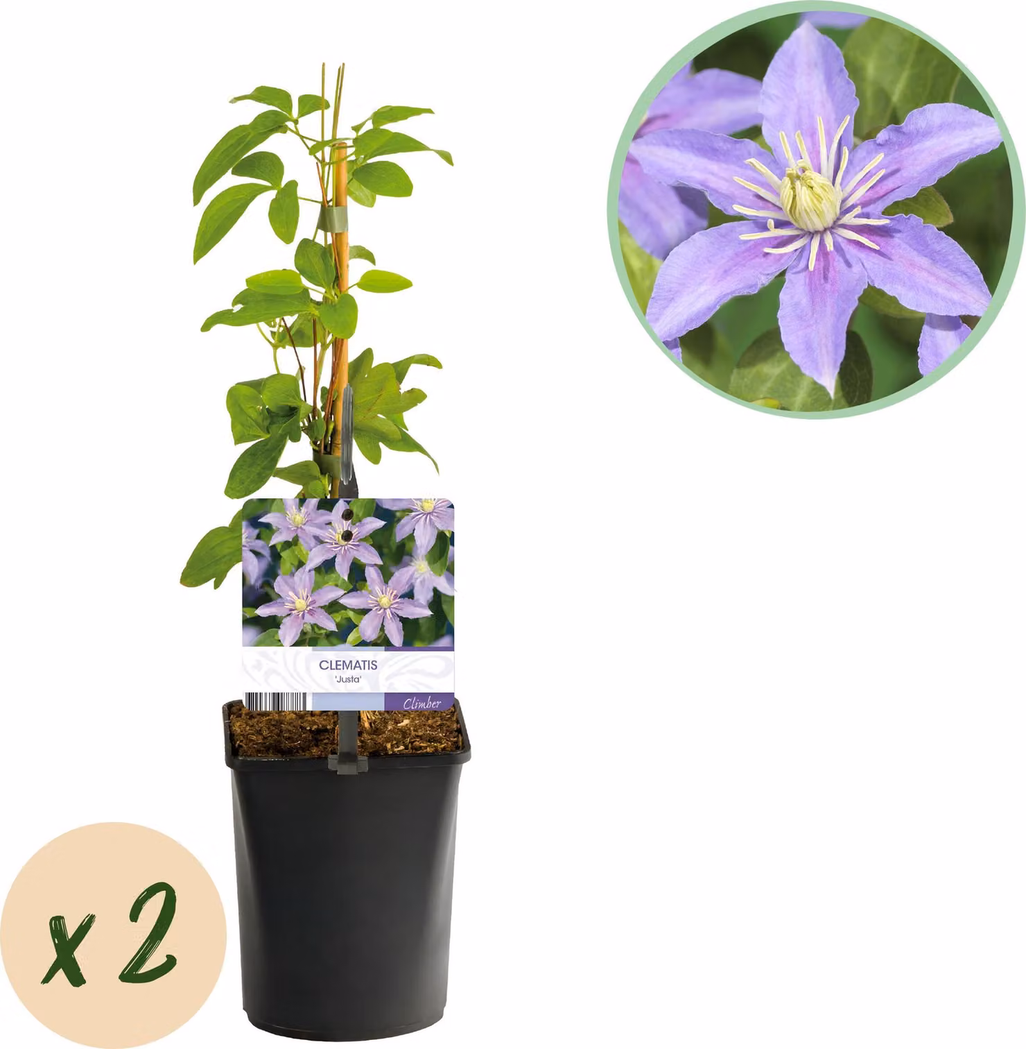 Vite rampicante - Clematis Justa - Fiore azzurro - Piante a bassa manutenzione -2 - 30-40cm - Ø10cm - Pianta da giardino