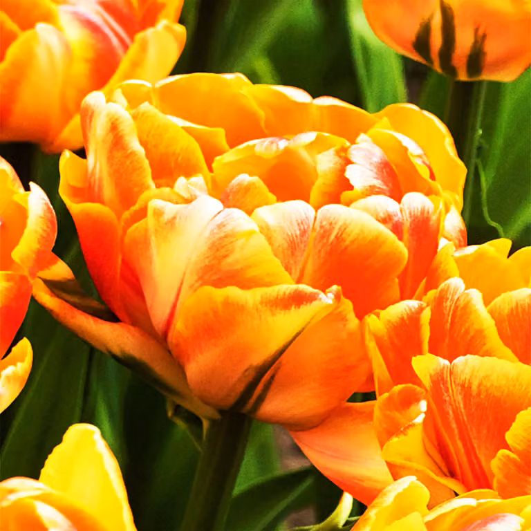 Tulipani Bulbi Fiori Tulipano doppio Foxy Foxtrot 5 pz.