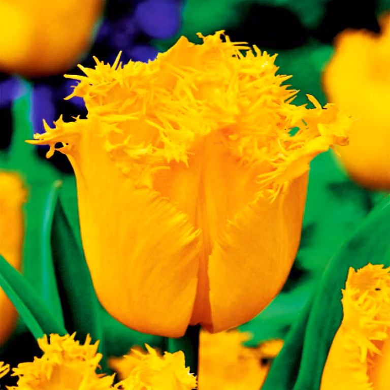 Tulipani Bulbi di fiori Bulbi di fiori Tulipani Hamilton 5 pz.