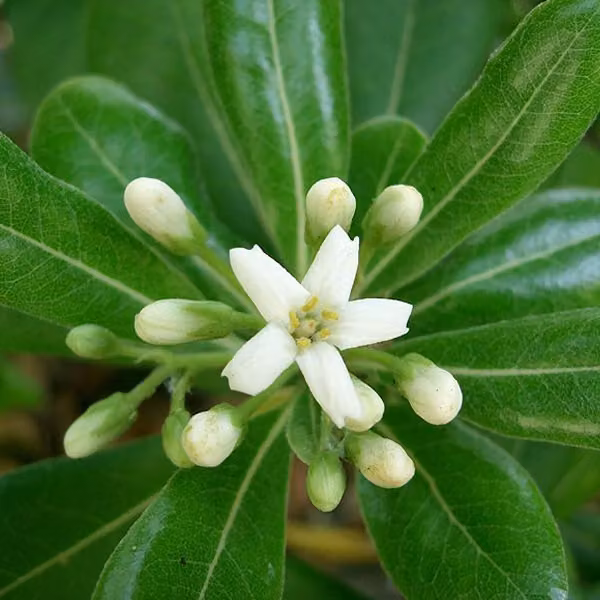 Laurel australiano – Pittosporum tobira 'Nanum' | 25-30 cm in vaso