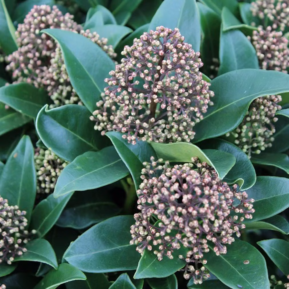 Skimmia giapponese 'Fragrant Cloud' | 30-35 cm in vaso