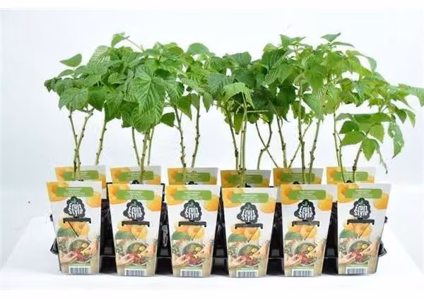 Rubus ideaus 'Fallgold' circa 35 cm - Lampone - lampone giallo