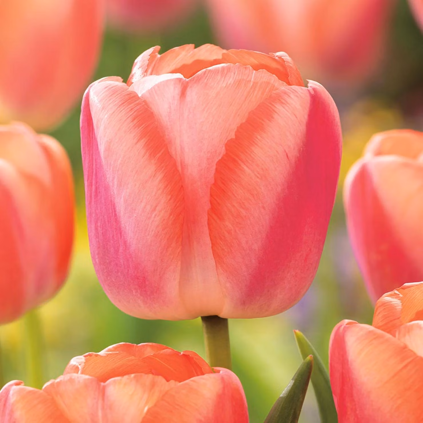 Tulipani Bulbi Fiori Darwin Tulipano Apricot Pride 5 pz.