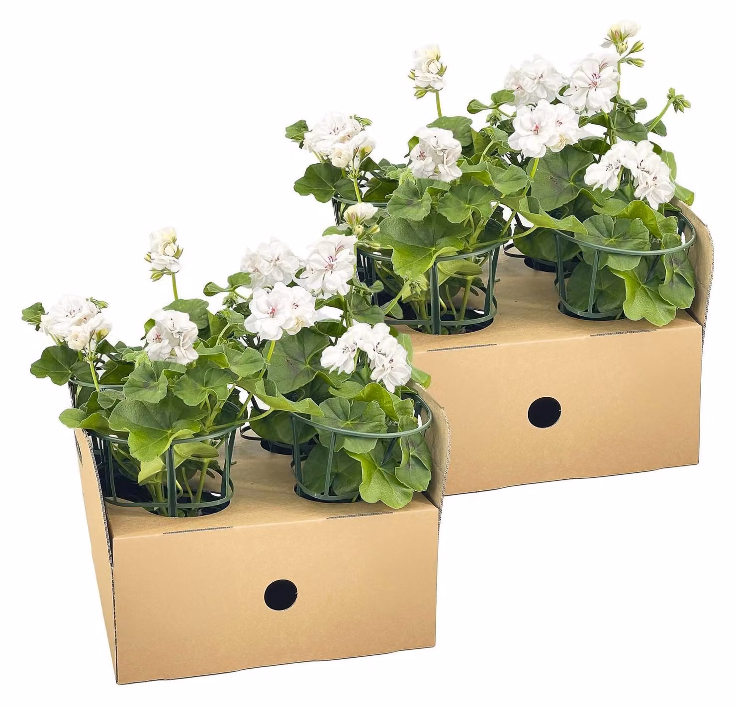Geranio pendente Pelargonium peltatum, colore bianco, diametro 12 cm