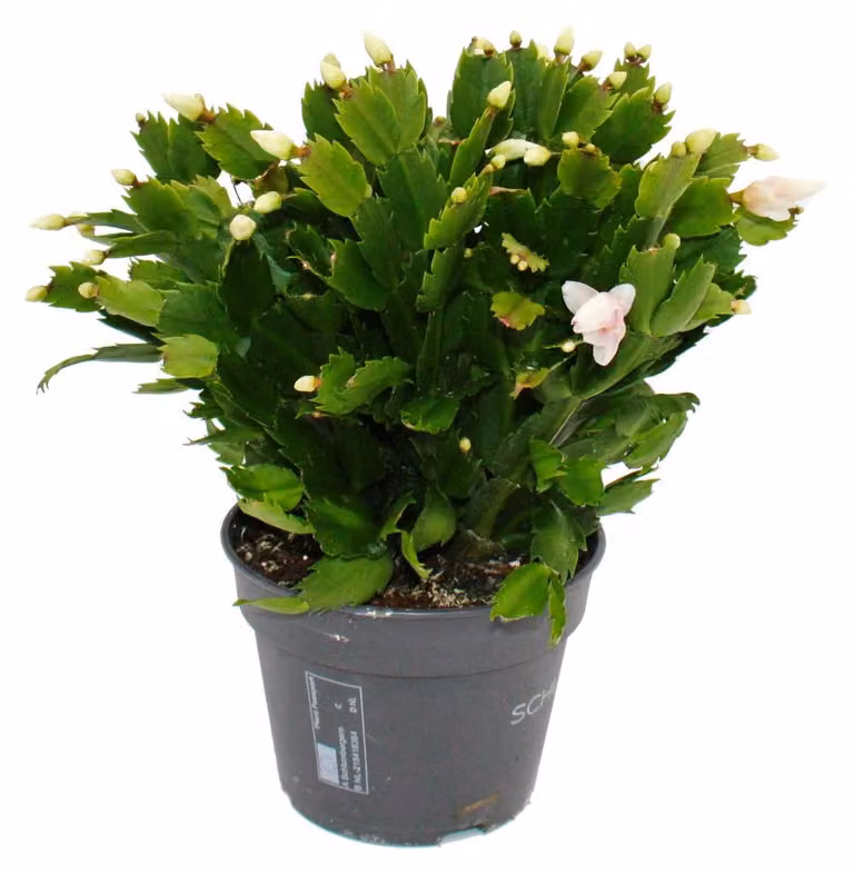 Cactus di Natale grande - Schlumbergera - XXL - vaso da 17 cm - altezza circa 25-35 cm - fiori bianchi