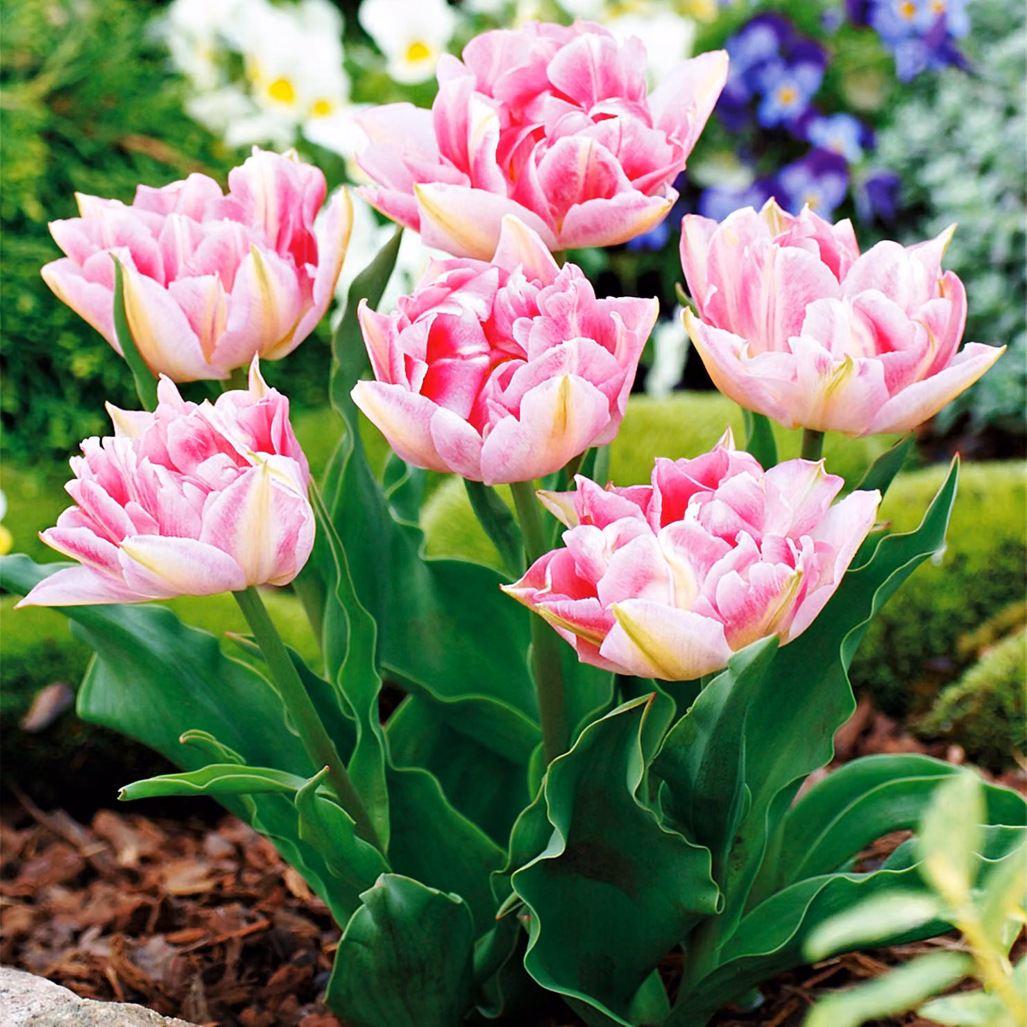 Tulipani Fiori Bulbi Bulbi Fiori Tulipani doppi Fiori di pesco 5 pz.