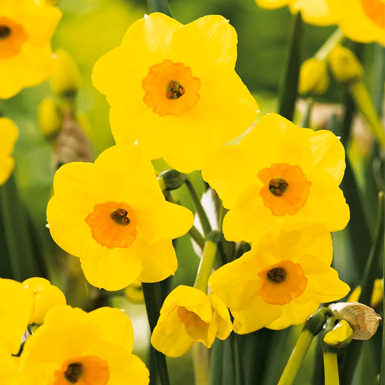 Bulbi di giunchiglia Bulbi di fiori Narcisi multifiore Golden Dawn 5 pz.