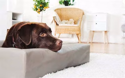 Letto BIA copertura in pelle artificiale cesto per cani taupe