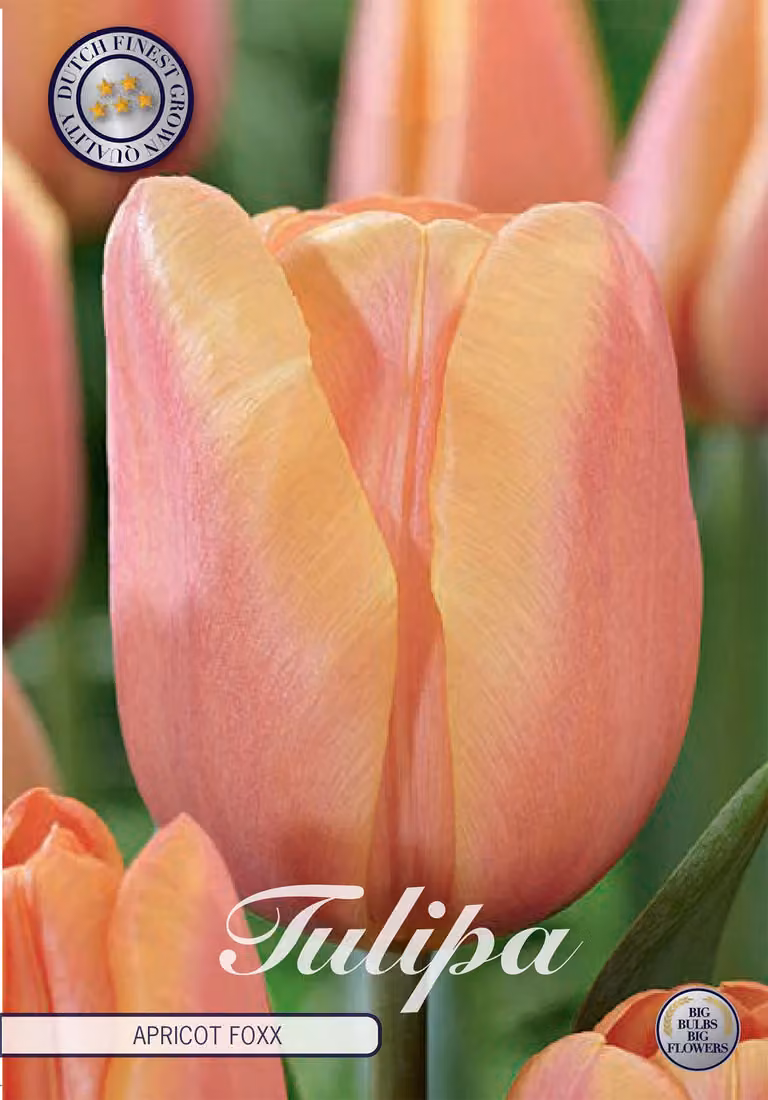 Triumph - Albicocca Foxx - Tulipa