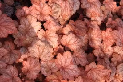 6 x Heuchera hybr. 'Georgia Peach' - campanula viola - vaso 9 x 9 cm