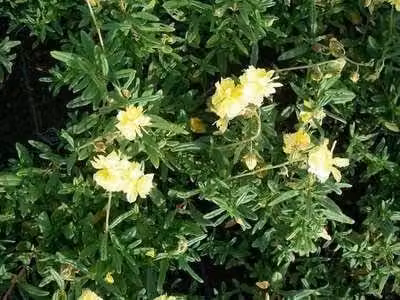 6 x Helianthemum hybr. 'Sulph. Plenum' - Girasole - Vaso 9 x 9 cm