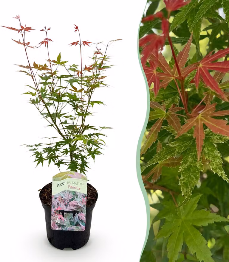 Pianta da terrazzo - Acero giapponese - Acer palmatum Phoenix - Rosa - 1 Pianta - Decidua - 60-70cm - Ø25cm - Pianta da giardino