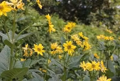 6 x Silphium perfoliatum - Silphium - Vaso 9 x 9 cm