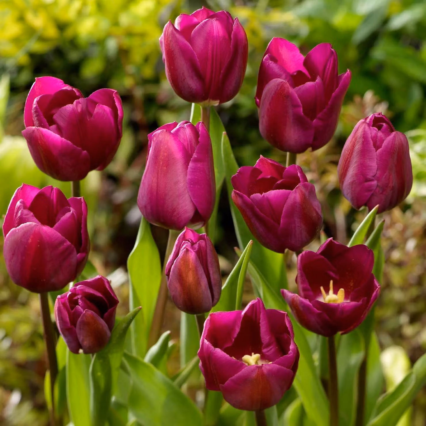Bulbi di tulipano resistenti al freddo, perenni - Double Violet Passion - 20 bulbi - Piante provenienti dall'Olanda - Tulipani per giardino, vasi e balcone (bulbi grandi, senza semi, non trattati artificialmente)