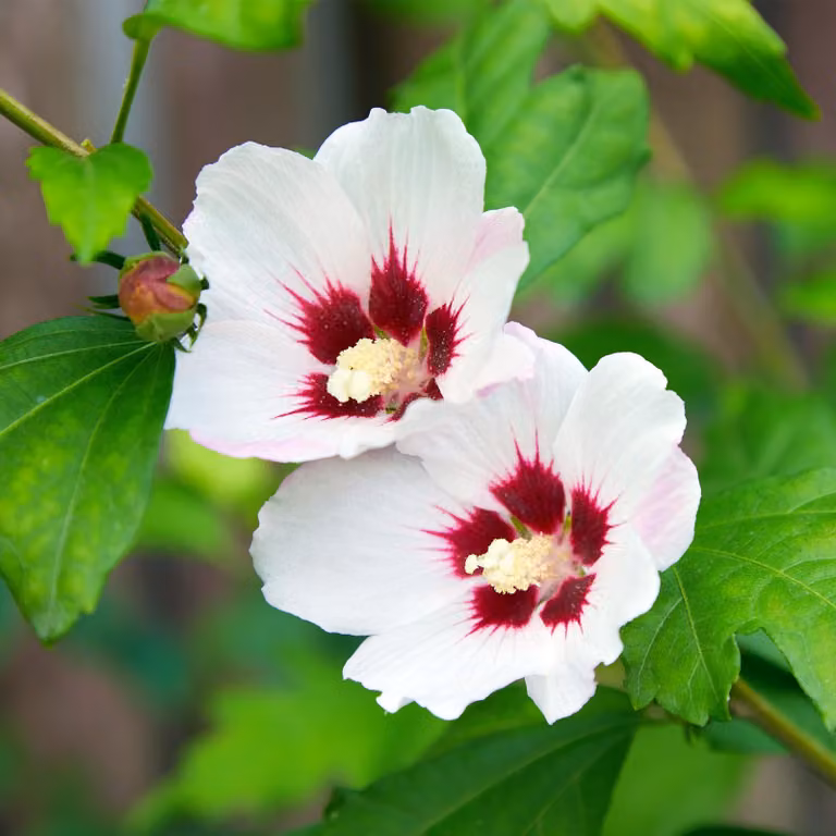 Ibisco da giardino Hibiscus syriacus Hamabo - Arbusto - Fiore rosa chiaro