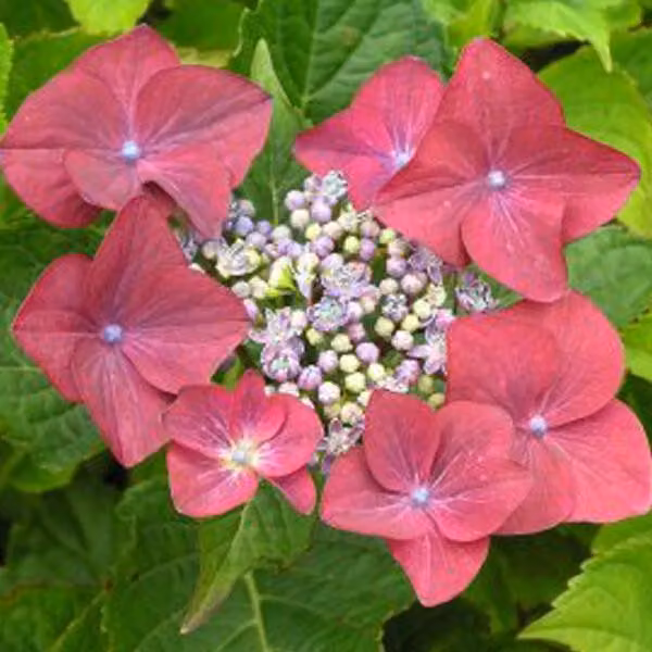 2 ortensie - *Hydrangea macrophylla* 'Rotkehlchen' | 20-25 cm in vaso