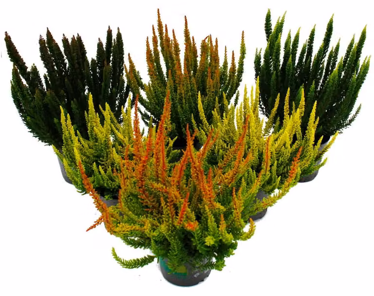 Calluna Green Nature: Set di piante resistenti, composto da 6 piante diverse, in vasi da 11 cm