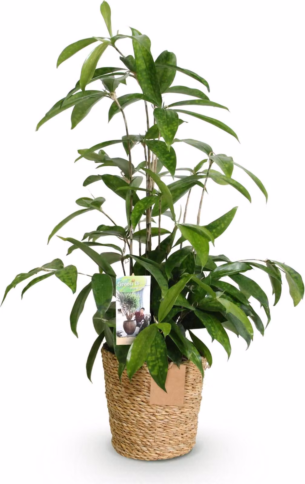 Dracaena surculosa 60-70cm, 17cm con vaso, fogliame variegato, elegante